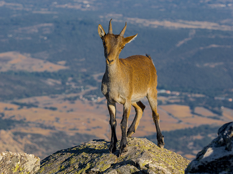 The wildlife in the Guadarrama mountains