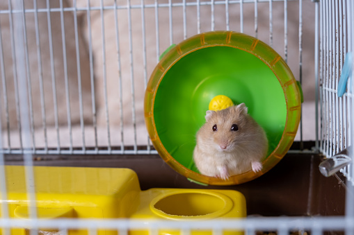 A cute hamster runs in a wheel. The concept of running in a circle, useless futile movement. Dzungarian hamster. Red hamster with red eyes is a favorite pet.