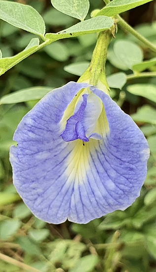 a photography of a blue flower with a yellow center, lycaenid butterfly on a blue flower with green leaves.