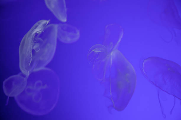 istock Jellyfish in blue background 1631240692
