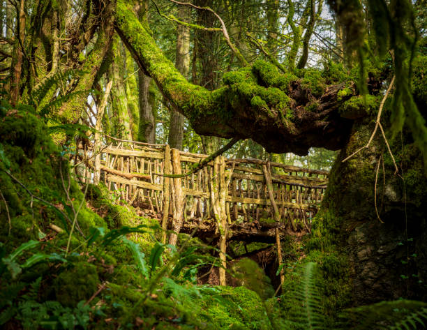 puzzlewood bridge - monmouth wales imagens e fotografias de stock