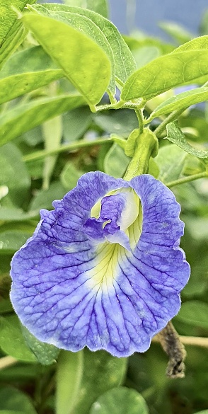 a photography of a blue flower with a yellow center, lycaenid butterfly on a blue flower in a garden.