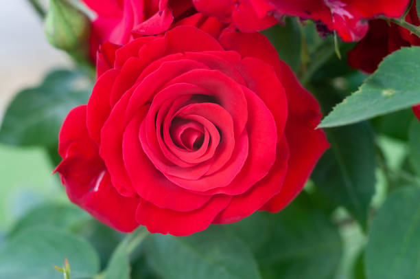 istock Roses, nature flowerbed. Beautiful flowers 1631248411
