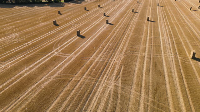 Aerial view of harvested wheat field.