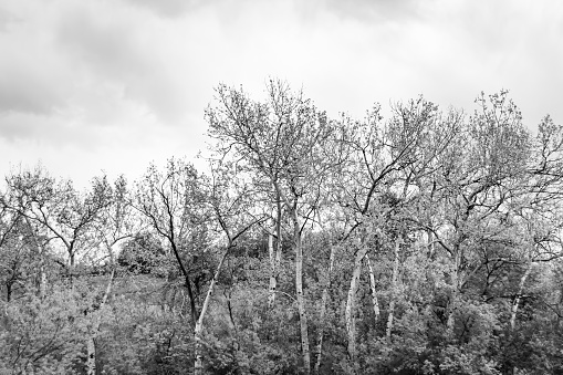 Lonely Grass in Black and White