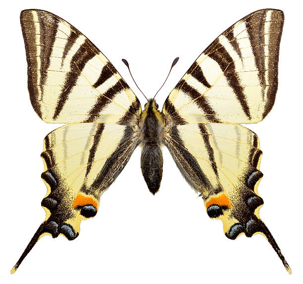 istock Isolated Scarce Swallowtail butterfly 163125709