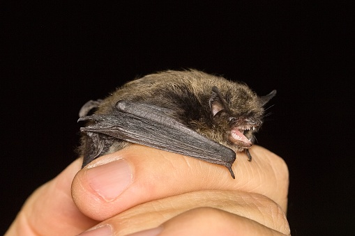 The whiskered bat (Myotis mystacinus) on the hand of a chiropterologist