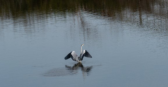 gray heron standing in a pond
