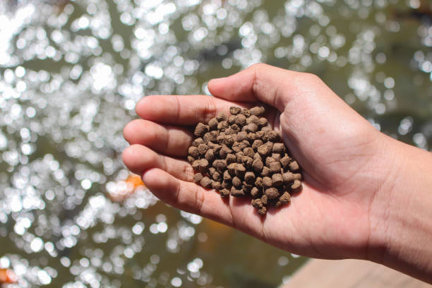 istock Fish pellets held by a child with a pond garden background. 1631276318