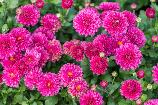 istock pink chrysanthemums close-up. natural flower background 1631276848