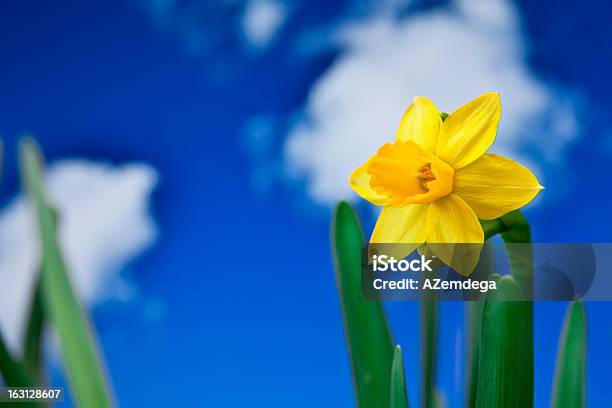 Свежие Spring — стоковые фотографии и другие картинки Белый - Белый, Весна, Весёлый