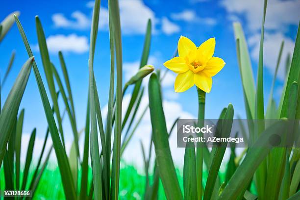 Żółty Spring - zdjęcia stockowe i więcej obrazów Biały - Biały, Chmura, Fotografika