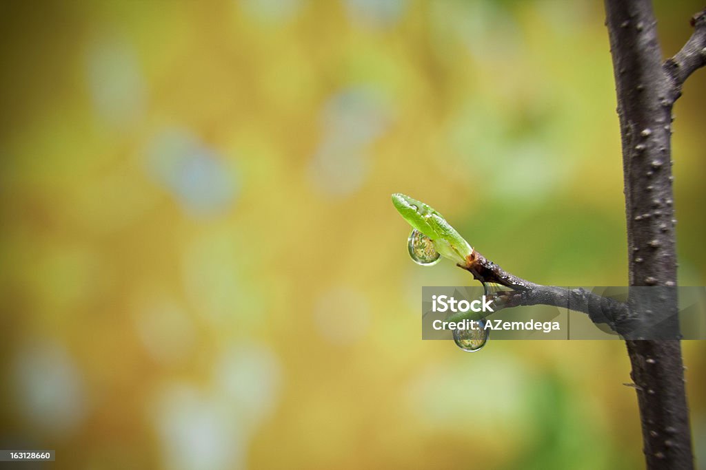 Jeunes bud - Photo de Agriculture libre de droits