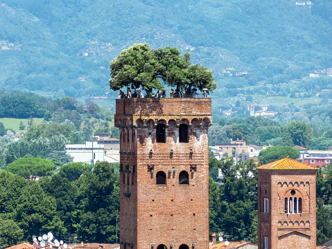 Torre Guinigi in Lucca, Italy