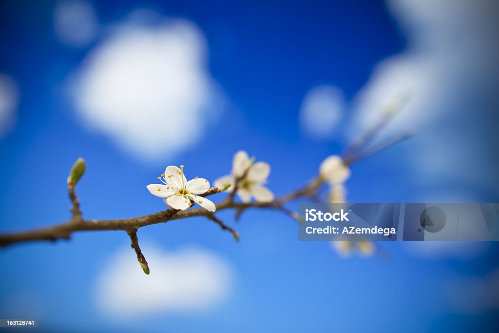 ブルーの花 - きちんとしているのロイヤリティフリーストックフォト