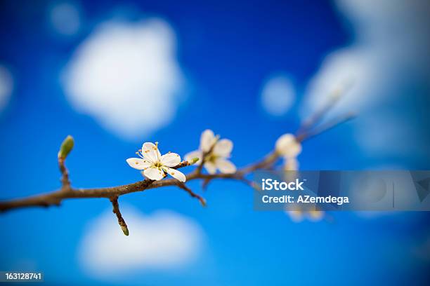 ブルーの花 - きちんとしているのストックフォトや画像を多数ご用意 - きちんとしている, アウトフォーカス, 人物なし