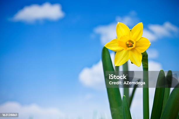 Żółty Spring - zdjęcia stockowe i więcej obrazów Biały - Biały, Chmura, Fotografika