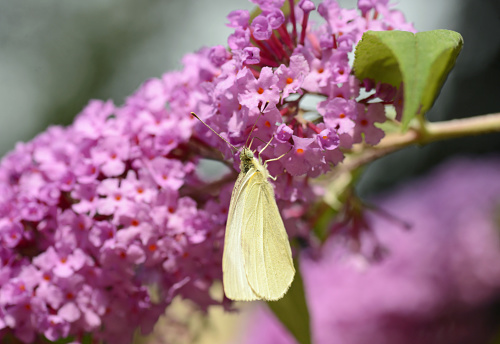 Blooming lilac buddleia flower head with a white small butterfly( pieris rapae).
