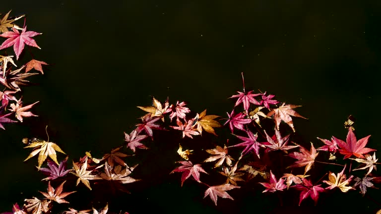 4K slow motion video of maple leaves floating in water.