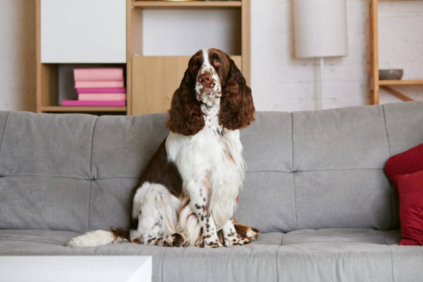 Home Maintenance Tips & Tricks for Pet Owners