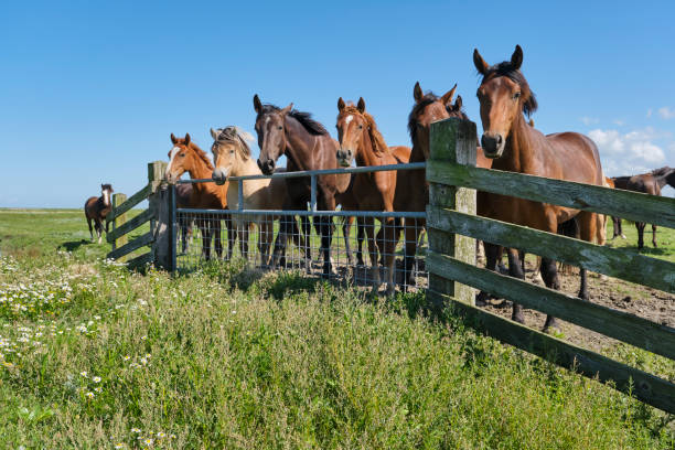 istock Several brown colored horses and one light colored horse behind a fence 1631332462