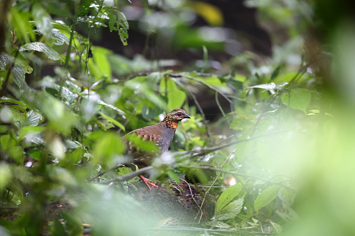 Closed up beautiful partridge, adult Rufous throated Partridge, low angle view, side shot, standing on the rotting fallen tree behind the overgrown twigs of tropical tree in the morning in nature of tropical moist montane fewest, national park in high mountain of northern Thailand.