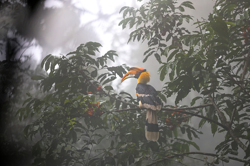 Closed up beautiful hornbill, adult female Great hornbill, also known as Concave-casqued hornbill, great Indian hornbill or great pied hornbill, uprisen angle view, rear shot, in the morning surrounding covered with fog, sitting and foraging on the branch of tropical red fruit tree in nature of tropical moist montane forest, national park on high mountain of northern Thailand.