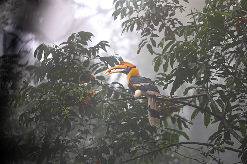 Closed up beautiful hornbill, adult female Great hornbill, also known as Concave-casqued hornbill, great Indian hornbill or great pied hornbill, uprisen angle view, side shot, in the morning surrounding covered with fog, foraging with seed in beak on the branch of tropical red fruit tree in nature of tropical moist montane forest, national park on high mountain of northern Thailand.