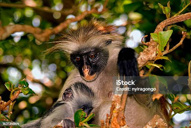 레드 Colobus 조자니chwaka 국립 공원 진지바르 탄자니아 검은색에 대한 스톡 사진 및 기타 이미지 - 검은색, 국립공원, 귀여운