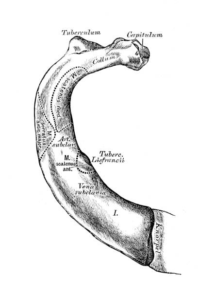First Rib Cadaver 340+ Parts Of The Rib Cage Drawing Stock Photos, Pictures & Royalty ...