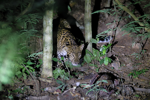 Closed up hunter animal, adult female Leopard, low angle view, front shot, in twilight lurking and sneak on the grounds in nature of tropical rainforest, national park in central Thailand.