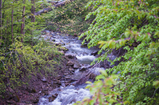 istock View of the mountain river flowing through the forest. 1631356765