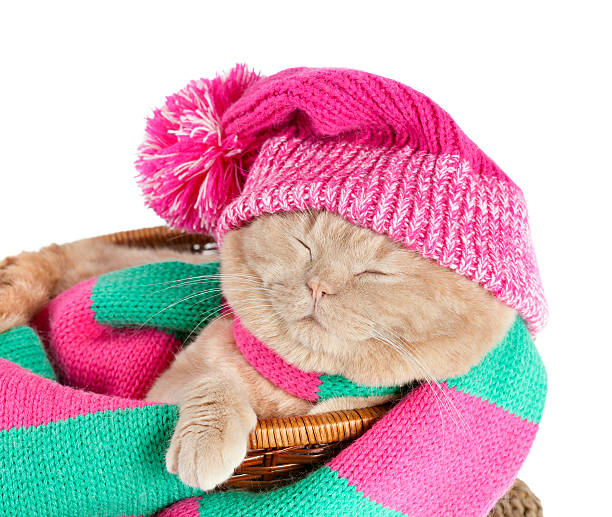 istock Cat wearing a hat and scarf 163136218