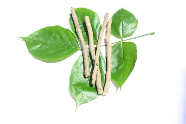 istock Millettia pinnata stick with green leaves. 1631365467