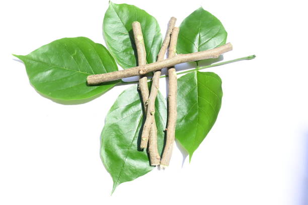 istock Millettia pinnata stick with green leaves. 1631365479