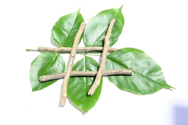istock Millettia pinnata stick with green leaves. 1631365489