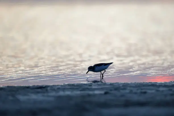 Beautiful small sea bird in silhouette, adult Spoon-billed sandpiper, low angle view, side shot, in the sunset walking and foraging along the coastline of the Gulf of Thailand, in nature of tropical climate, central Thailand.
