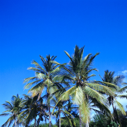 Tropical coconut palm trees of remote caribbean island.