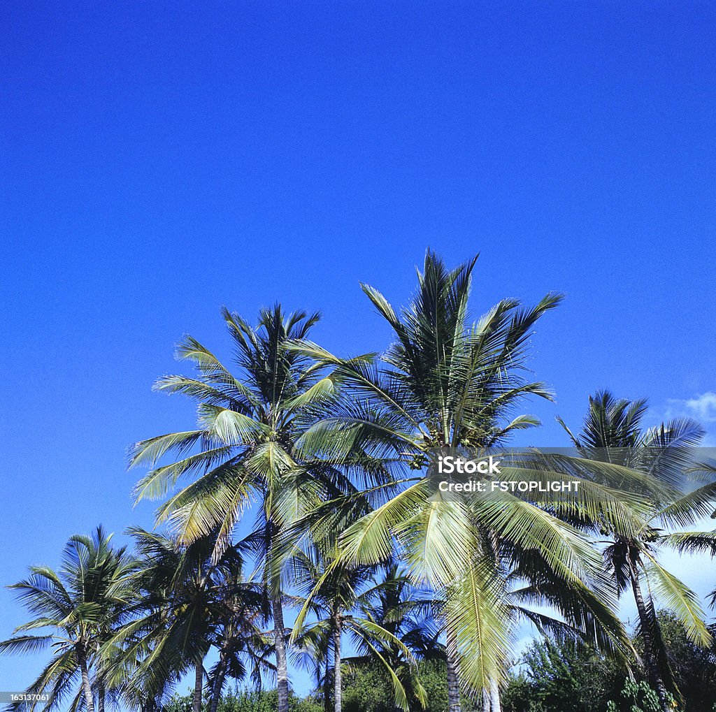 Tropical coconut palm trees Tropical coconut palm trees of remote caribbean island. Aragua State Stock Photo