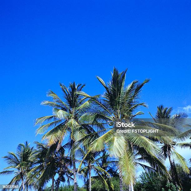 Tropical Coconut Palm Trees Stock Photo - Download Image Now - Aragua State, Blue, Caribbean