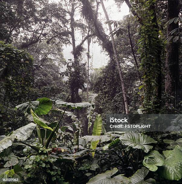 Forest Stock Photo - Download Image Now - Aragua State, Forest, Leaf