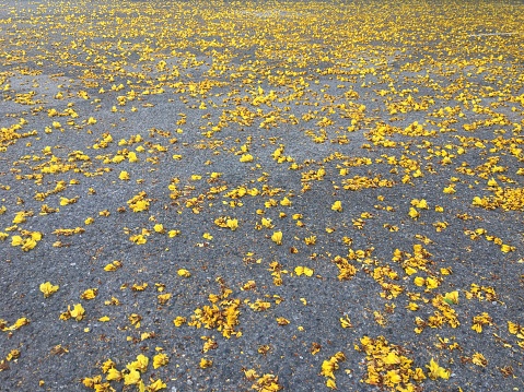A lot of yellow flowers on the ground