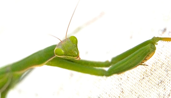 Mantis giving the camera an inquiring look.