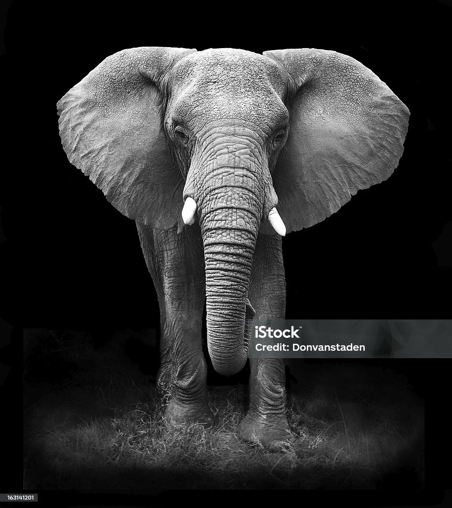 Elefante - Foto de stock de Elefante libre de derechos