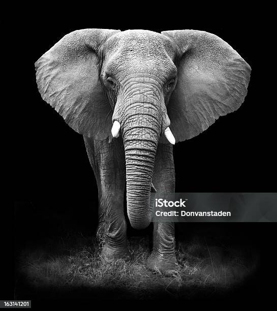 Elefante Foto de stock y más banco de imágenes de Elefante - Elefante, Blanco y negro, Animal