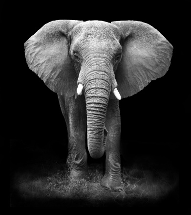 Black and White Image of an African Elephant with a black background