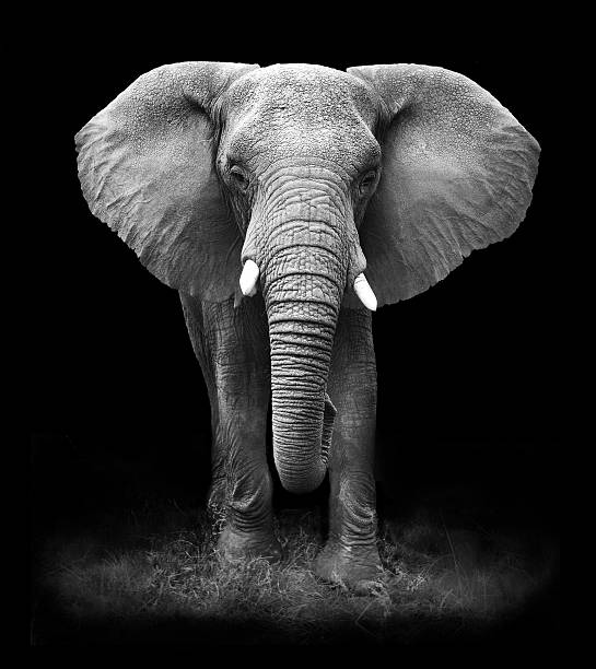 Elephant Black and White Image of an African Elephant with a black background elephant photos stock pictures, royalty-free photos & images