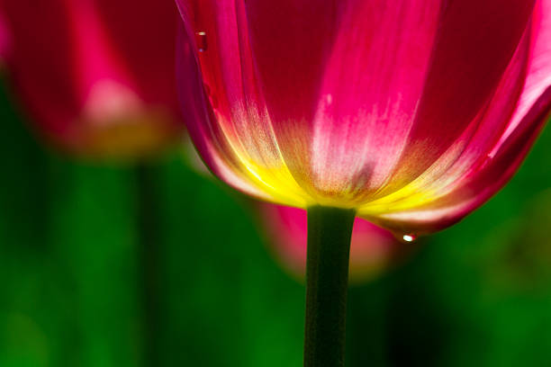 istock closeup of beautiful tulip 163141463