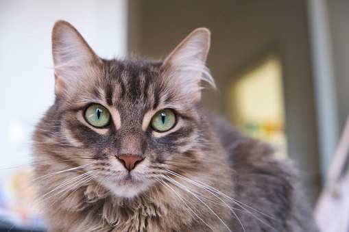 My Beautiful Cat 3 Stock Photo - Download Image Now - Domestic Cat