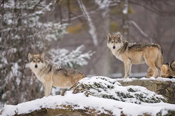 Pair of Mexican gray wolves (Canis lupus) on rocky ledge in the snow